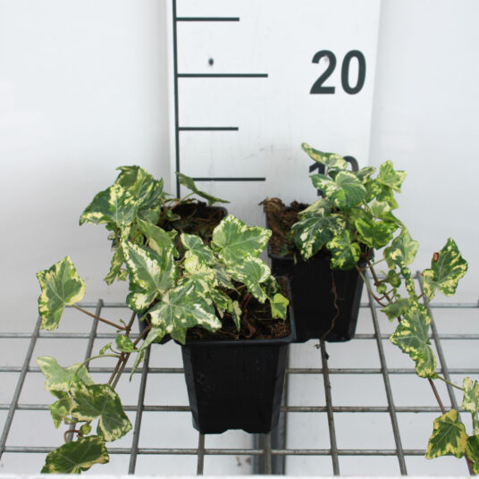 Hedera helix 'Yellow Ripple'