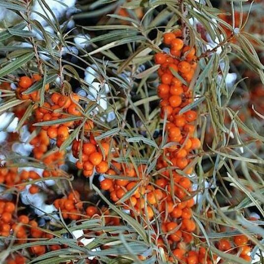 Hippophae rhamnoides