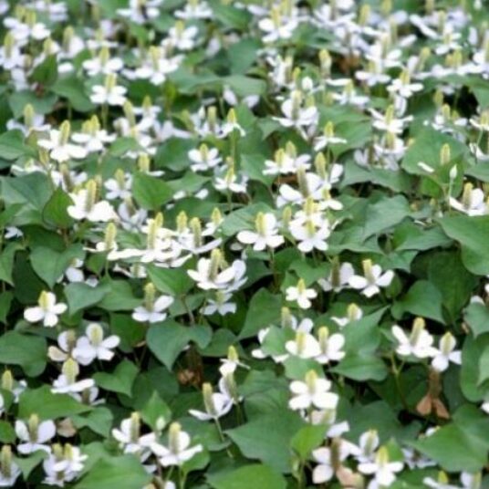Houttuynia cordata
