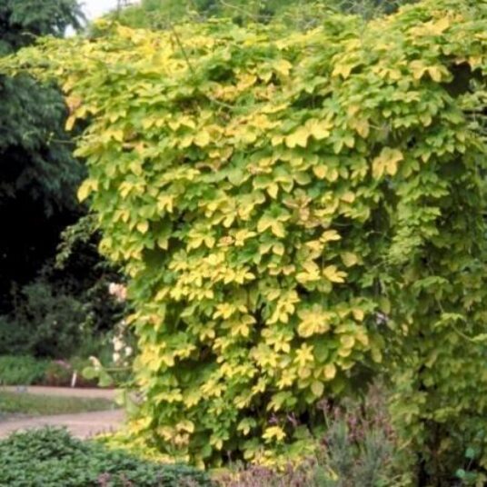 Humulus lupulus 'Aureus'