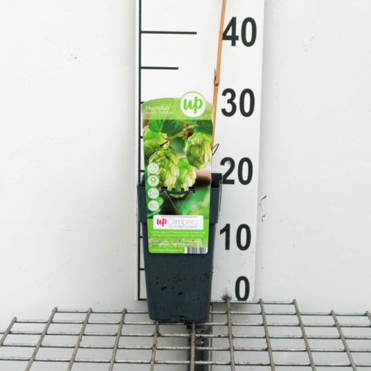 Humulus lupulus 'Nordbrau'