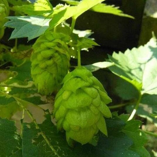 Humulus lupulus