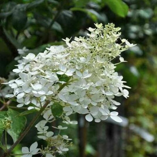 Hydrangea pan. 'Kyushu'