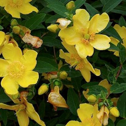 Hypericum hybr. 'Hidcote'