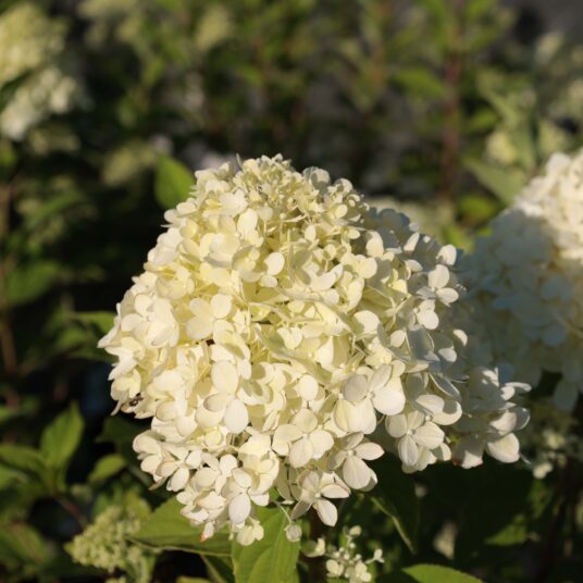 Hydrangea pan. 'Limelight'®