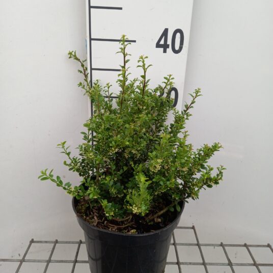 Ilex cren. 'Glorie Dwarf'