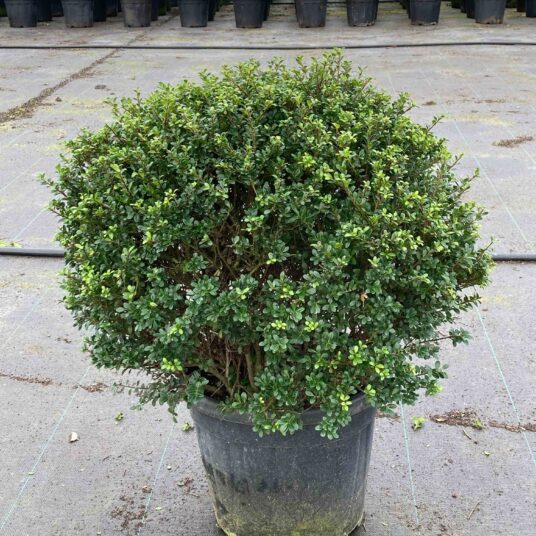 Ilex cren. 'Glory Gem'