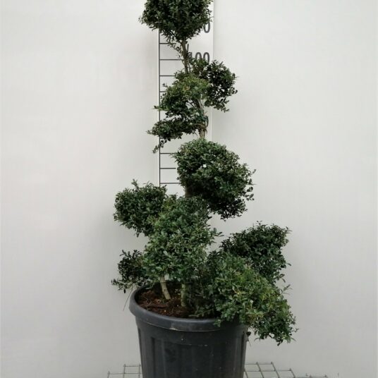 Ilex cren. 'Kin-me'