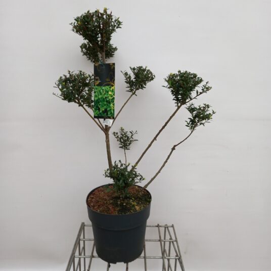 Ilex cren. 'Mutchagara'