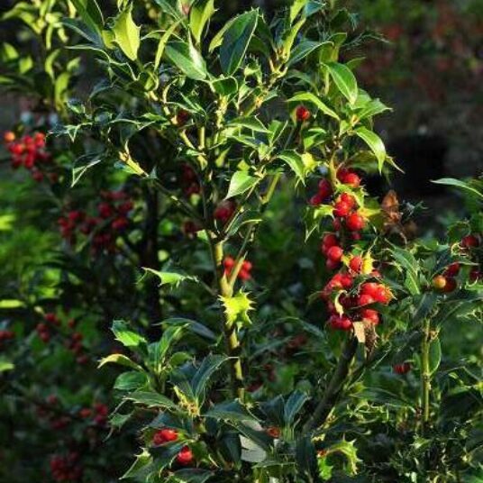 Ilex aquif. 'Alaska'
