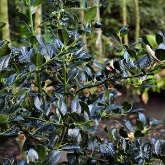 Ilex aquif. 'J.c. van Tol'