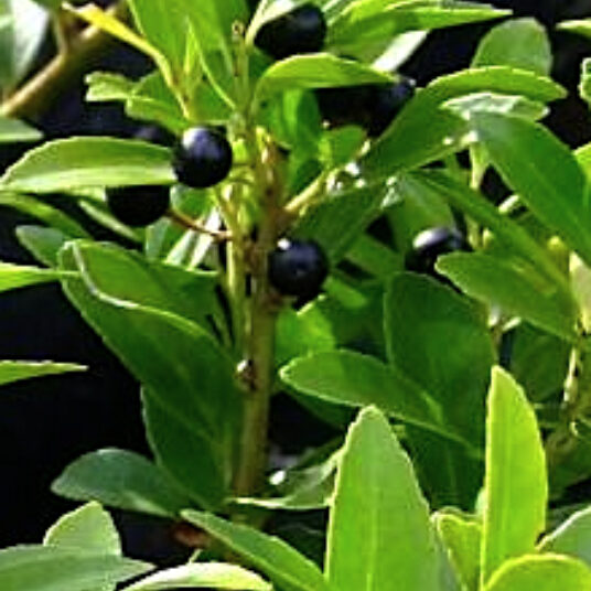 Ilex cren. 'Blondie'®