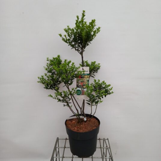 Ilex 'Impala'®