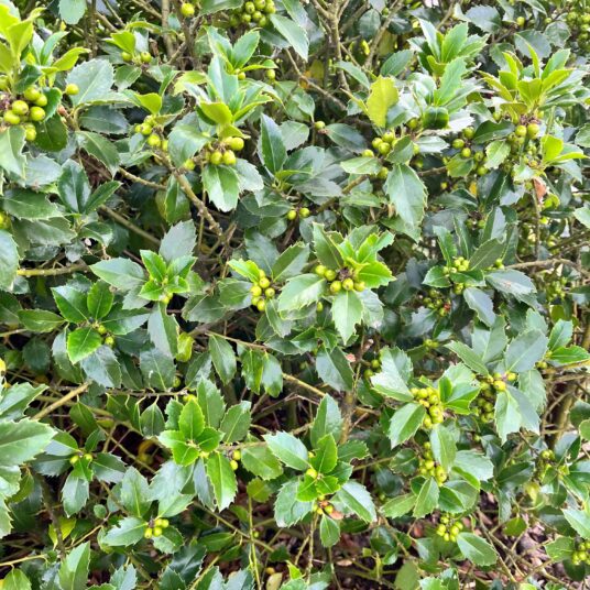 Ilex meserveae 'Blue Maid'® ('mesid'®)
