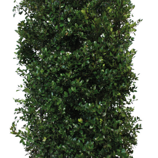 Ilex meserveae 'Heckenblau'®