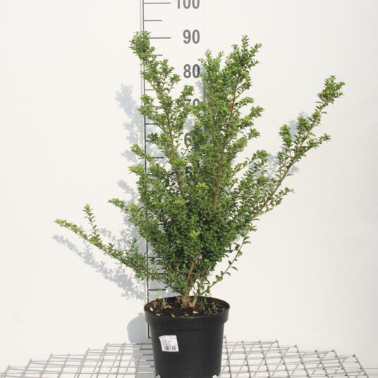 Ilex meserveae 'Heckenstar'®