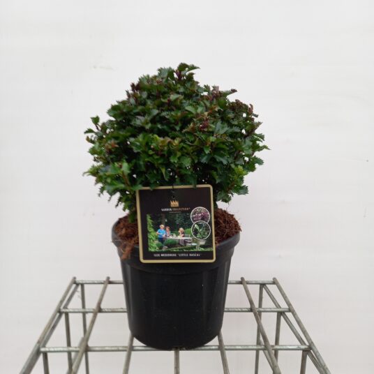 Ilex meserveae 'Little Rascal' (='mondo')