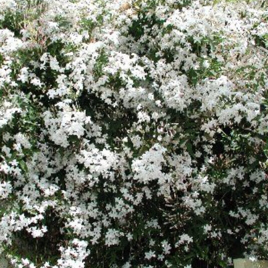 Jasminum officinale