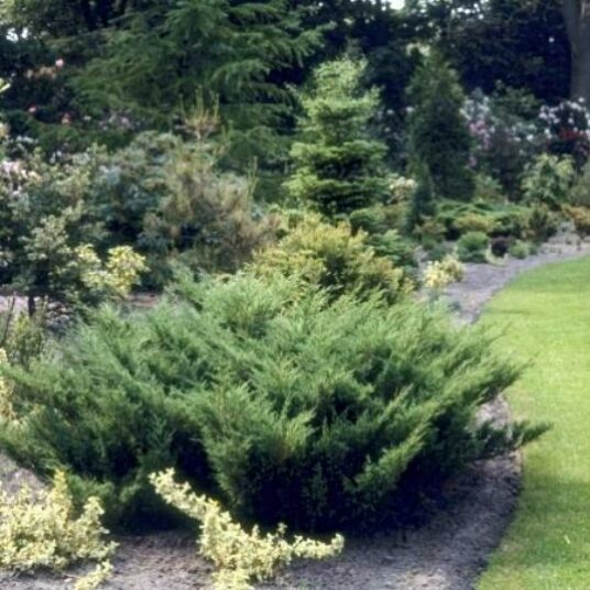 Juniperus pfitz. 'Mint Julep'