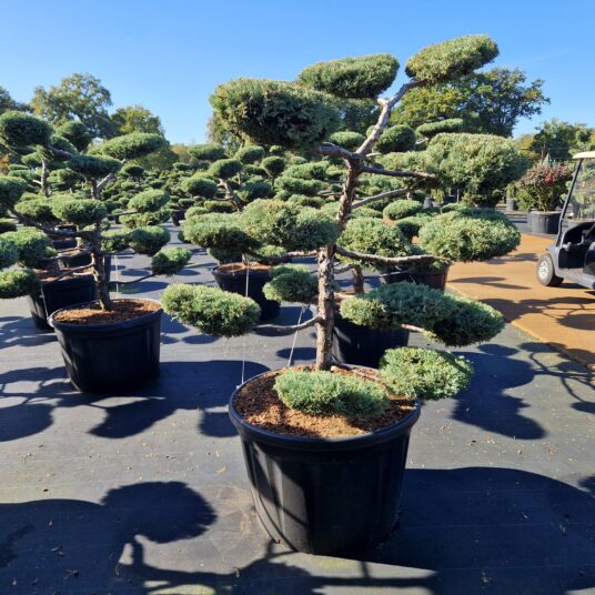 Juniperus pfitz. 'Pfitz. Compacta'