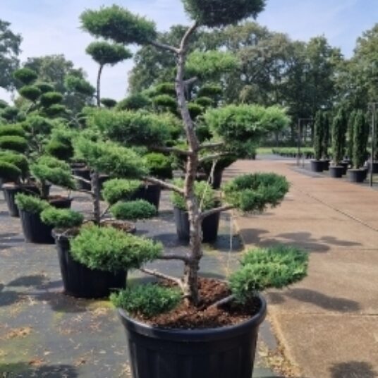 Juniperus pfitz. 'Pfitz. Glauca'