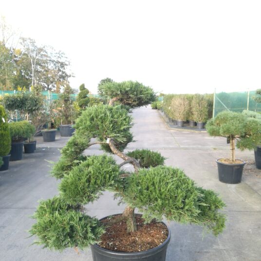 Juniperus sab. 'Rockery Gem'