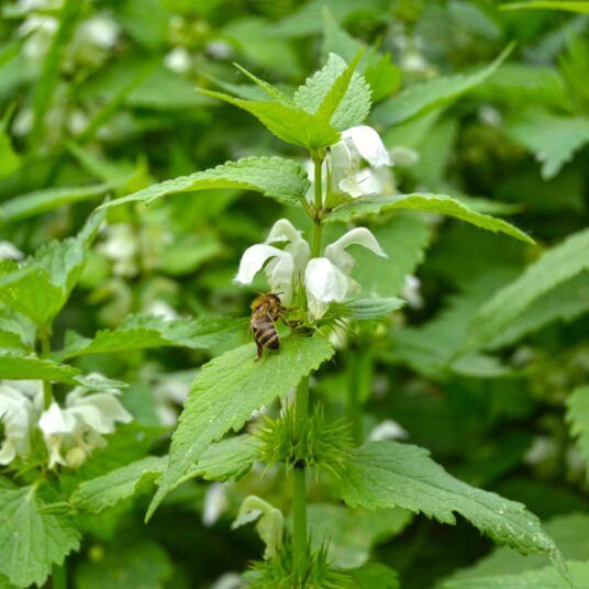 Lamium album