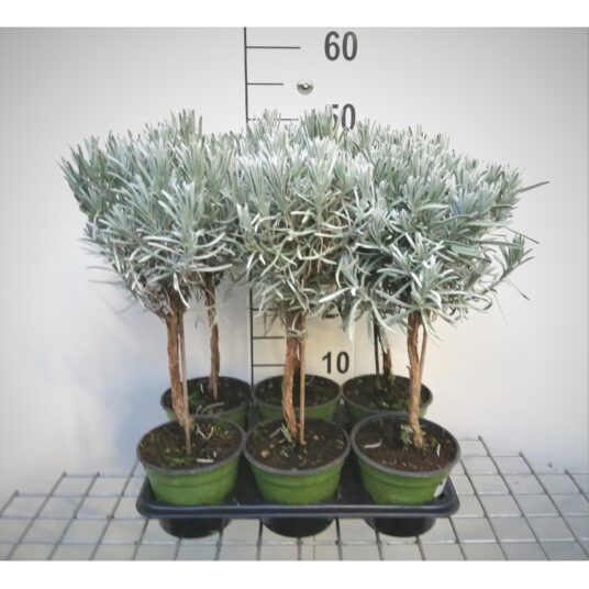 Lavandula angustifolia (=officinalis)