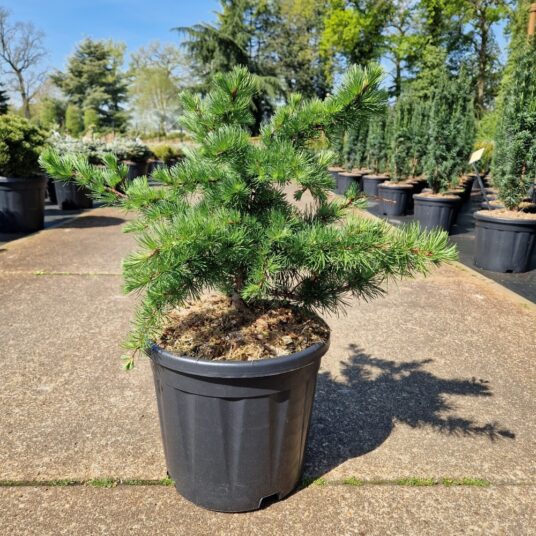 Larix dec. 'Little Bogle'