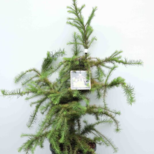 Larix dec. 'Little Bogle'