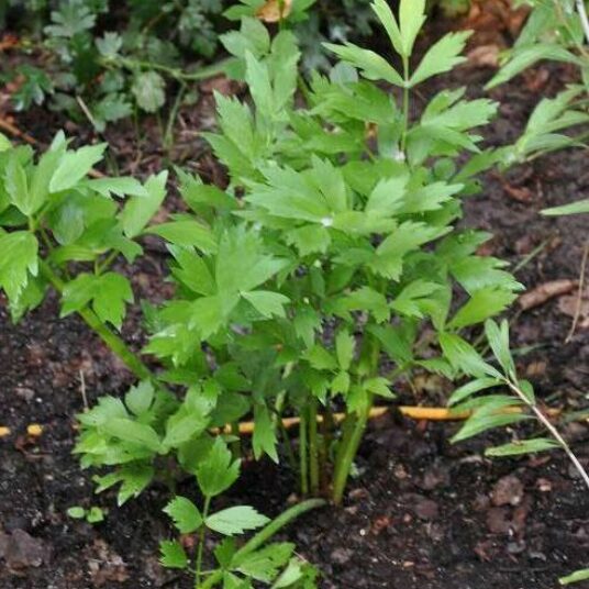 Levisticum officinale
