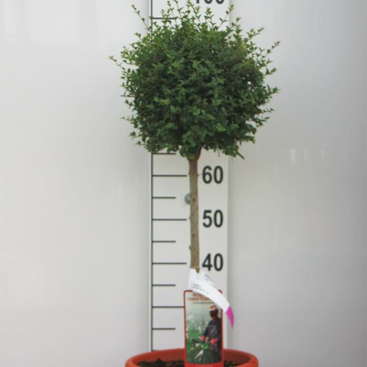 Ligustrum delavayanum (=ionandrum)