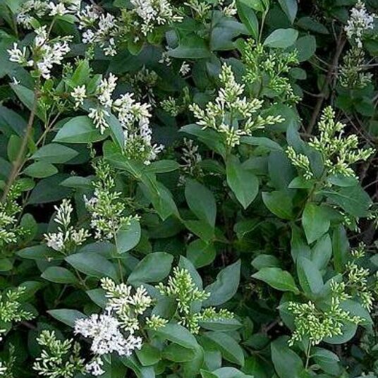 Ligustrum ovalifolium