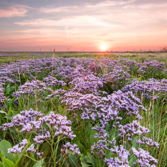 Limonium vulgare