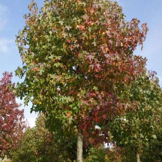 Liquidambar styraciflua