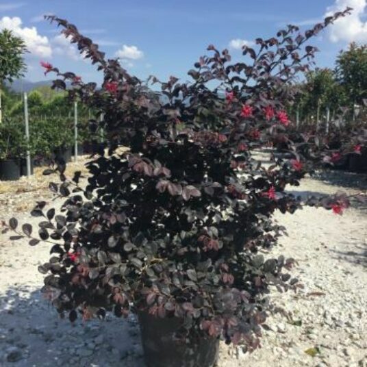 Loropetalum chin. 'Black Pearl' ®