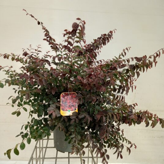 Loropetalum chin. 'Fede'