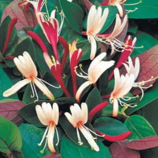 Lonicera heckr. 'American Beauty'