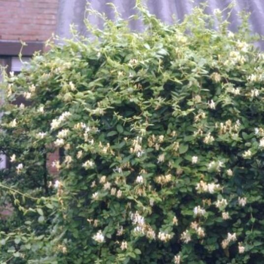 Lonicera jap. 'Halliana'
