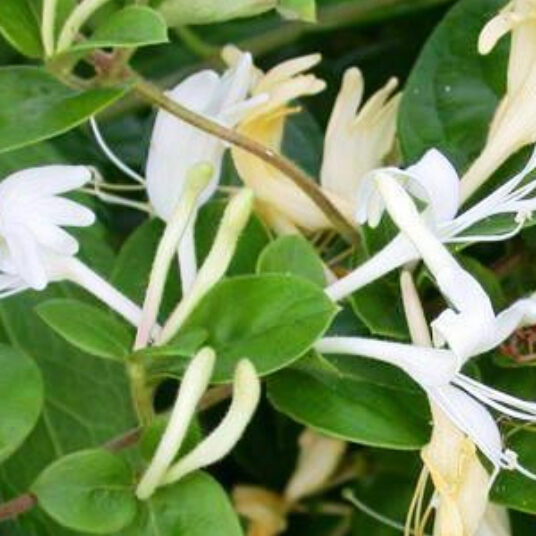 Lonicera jap. 'Hall's Prolific'