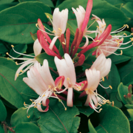 Lonicera jap. 'Red World'
