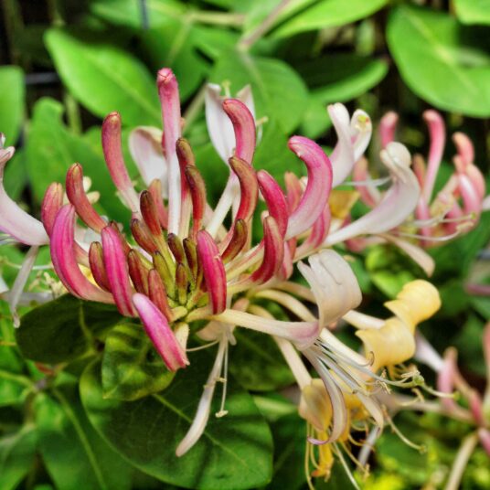 Lonicera pericl. 'Belgica'