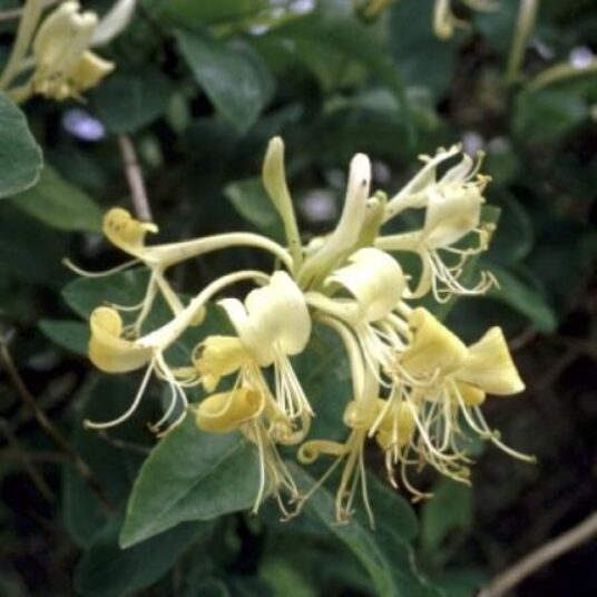 Lonicera periclymenum