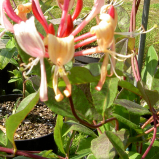 Lonicera pericl. 'Serotina'