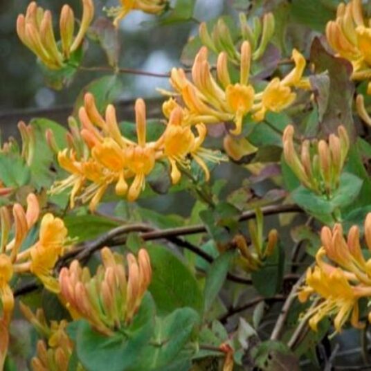 Lonicera tellmanniana