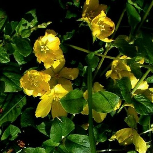 Lysimachia nummularia