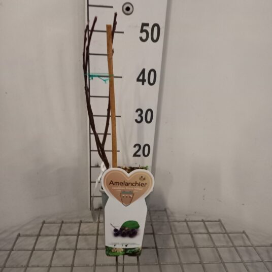 Amelanchier can. 'Prince William'