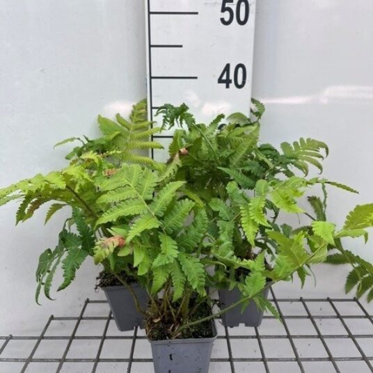 Matteuccia orientalis