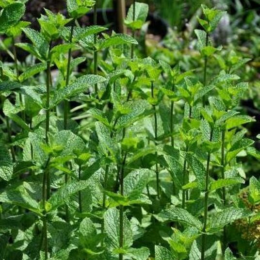 Mentha spic. 'Marocco'