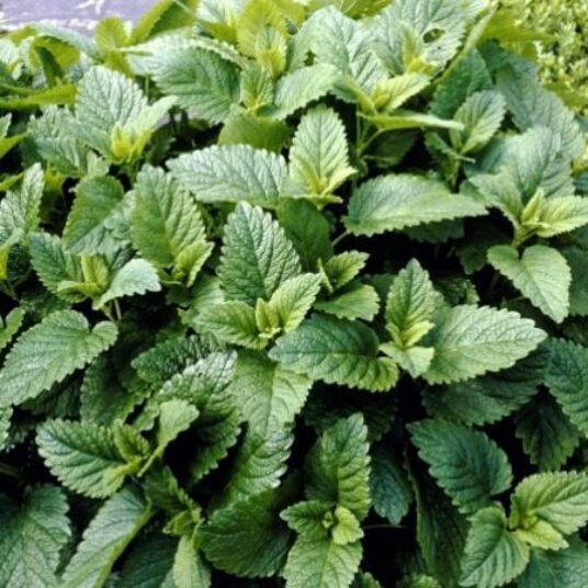 Melissa officinalis